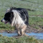 Border collie mouillé