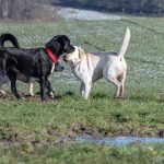 Labrador qui fait une rencontre