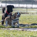 Beagle qui se fait poursuivre