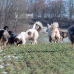 Epagneul, BBS et chiens de berger intrigués