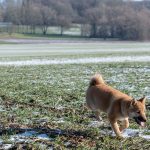 Jeune Shiba en balade