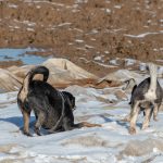 Chien noir et husky qui jouent