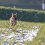 Jeune Shiba qui trottine