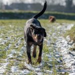 Rottweiler arrivant