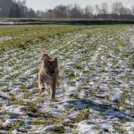 Chiot Shiba attentif