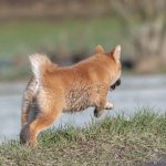 Jeune Shiba qui galope