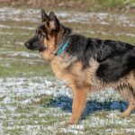 Berger allemand et son collier bleu