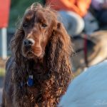 Cocker poseur