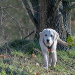 Chiot Golden qui est attentif