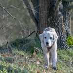 Magnifique chiot Golden retriever