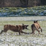 Malinois en interaction