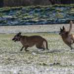 Malinois qui se courent après