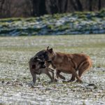 Jeux entre Malinois