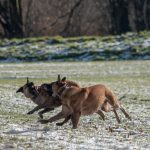 Malinois qui montrent les dents