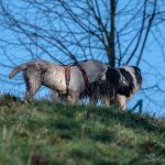 Border collie et chiot Golden en hauteur