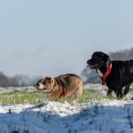 Beagle qui se fait courir après