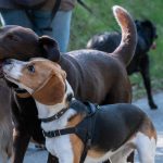 Beagle faisant un câlin avec un labrador