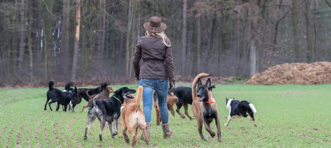 Notre folle première balade canine du samedi 9 mars Notre folle première balade canine du samedi 9 mars