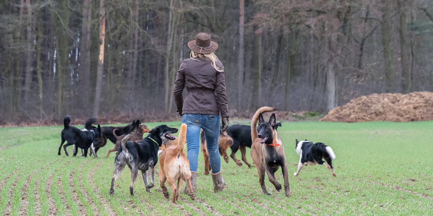 Julie Willems en promenade canine avec ses amis chiens