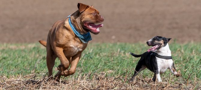 Les photos de notre deuxième balade canine de ce dimanche par Nathalie Soleil Les photos de notre deuxième balade canine de ce dimanche par Nathalie Soleil