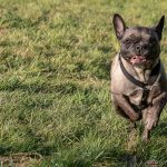 bouledogue français