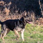 berger allemand de profil