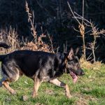 Berger allemand en promenade