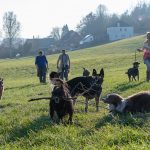 chiens jouant à la campagne