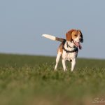 Beagle observant
