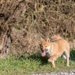 Akita en promenade avec animal behaviour center