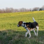 Beagle dans les champs