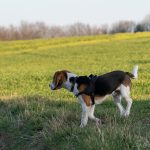 Beagle regardant au loin