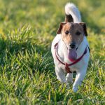 Jack Russel avec langue qui pend