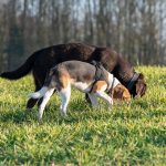 beagle et labrador chocolat reniflant ensemble