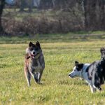 border collie