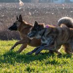 chiens à la campagne avec Julie Willems