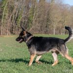 berger allemand dans les champs