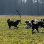 border collie