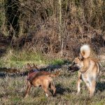 deux chiens jouant ensemble