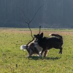 chiens jouant avec bois