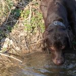 Labrador Chocolat buvant dans une flaque