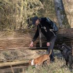 tronc d'arbre dans les bois