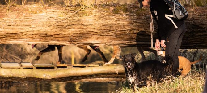 Les photos de notre balade du mercredi 27 février par Philippe Meulemans Les photos de notre balade du mercredi 27 février par Philippe Meulemans