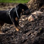 rottweiler dans les bois