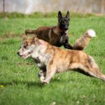 Malinois croisé tervuren