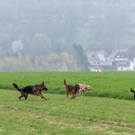 Troupe de chiens gambadant dans les champs