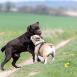 Labrador et bulldog anglais
