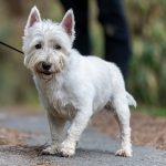 West highland White terrier