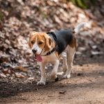 Beagle dans les feuilles