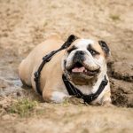 Bulldog anglais dans la boue